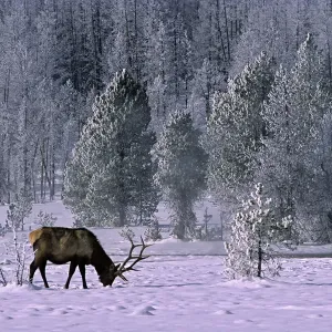 Male American Elk Print, Upper Geyser Basin