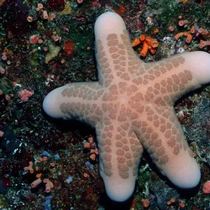 Granulated Sea Star Print