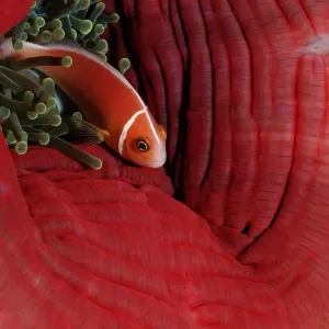 Orange-fin Anemonefish Print