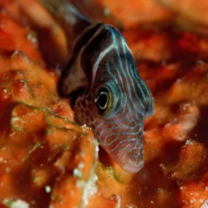 1, actinopterygii, animal, animals, aquatic, asia, asian, black, black-saddled, blowfish 1, actinopterygii, animal, animals, aquatic, asia, asian, black, black-saddled, blowfish