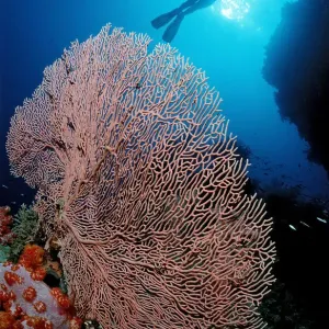 Magical Underwater World Print - Scuba Diver Among Coral Reef