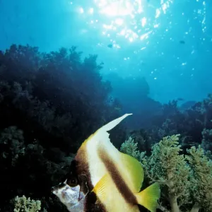 Longfin Bannerfish Print