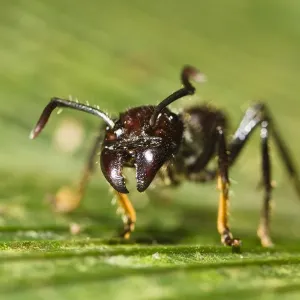 Bullet Ant Print, Costa Rica