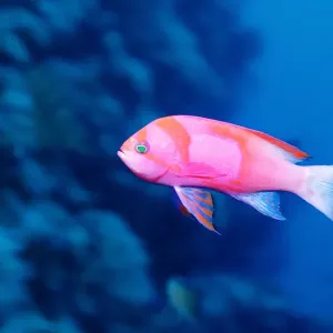 Squreshaped Anthias Blue Body Print
