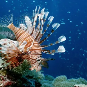 1, animal, animals, aquatic, asia, asian, bodies, body, bony, complete, completely 1, animal, animals, aquatic, asia, asian, bodies, body, bony, complete, completely