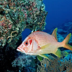 Sabre Squirrelfish Print, Close-up