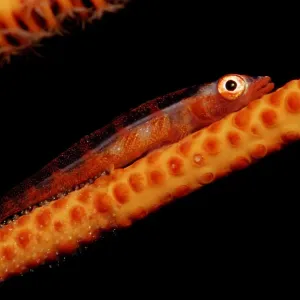 1, animal, animals, aquatic, asia, asian, bodies, body, bony, bryaninops, close, close-up 1, animal, animals, aquatic, asia, asian, bodies, body, bony, bryaninops, close, close-up