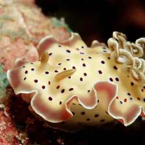 1, animal, animals, aquatic, asia, asian, bodies, body, chromodoris, close, close-up 1, animal, animals, aquatic, asia, asian, bodies, body, chromodoris, close, close-up