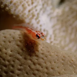 1, animal, animals, aquatic, asia, asian, bodies, body, bony, close, close-up, close-ups 1, animal, animals, aquatic, asia, asian, bodies, body, bony, close, close-up, close-ups