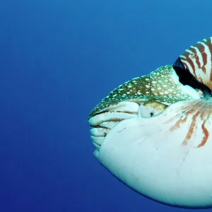 imageBROKER Collection: Magical Underwater World
