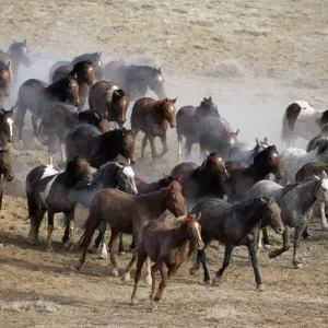 15 mile range, Wyoming, (equus caballus) USA 15 mile range, Wyoming, (equus caballus) USA