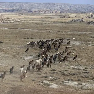 15-mile range, Wyoming, high angle, (equus caballus) USA 15-mile range, Wyoming, high angle, (equus caballus) USA