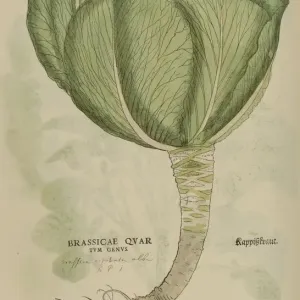 16th Century Watercolor Print of Brassicae 16th Century Watercolor Print of Brassicae