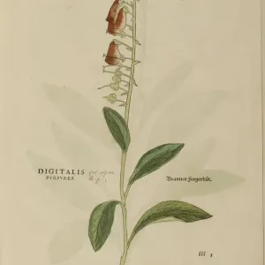 16th century Botany print 16th century Botany print