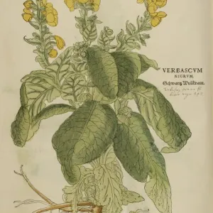16th century Botany print 16th century Botany print
