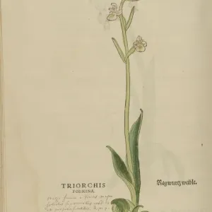 16th century Botany print 16th century Botany print