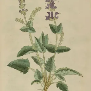 16th century Botany print 16th century Botany print