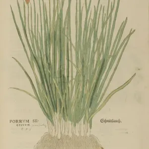 16th century Botany print 16th century Botany print