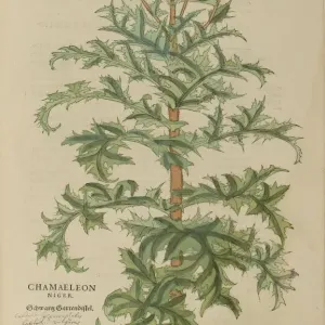 16th century Botany print 16th century Botany print