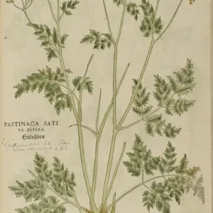 16th century Botany print 16th century Botany print