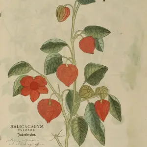 16th century Botany print 16th century Botany print