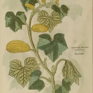 16th century Botany print 16th century Botany print