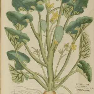 16th century Botany print 16th century Botany print