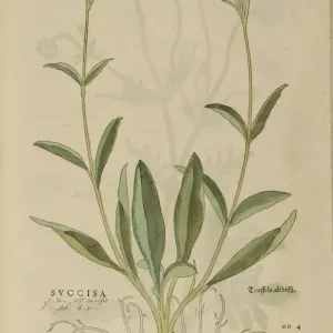 16th century Botany print 16th century Botany print