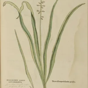 16th century Botany print 16th century Botany print