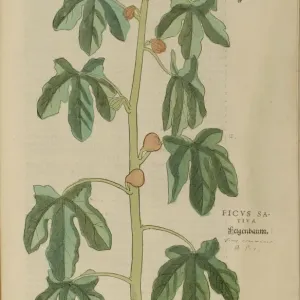 16th century Botany print 16th century Botany print