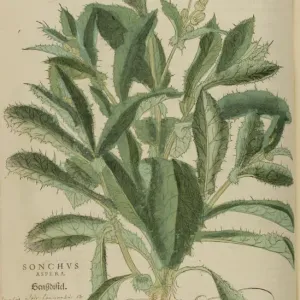 16th century Botany print 16th century Botany print