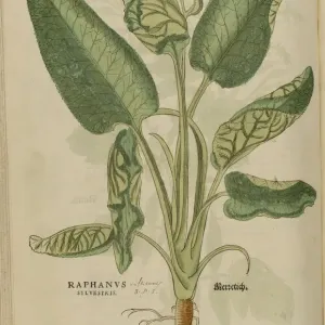 16th century Botany print 16th century Botany print