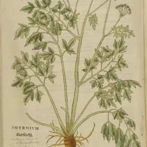 16th century Botany print 16th century Botany print