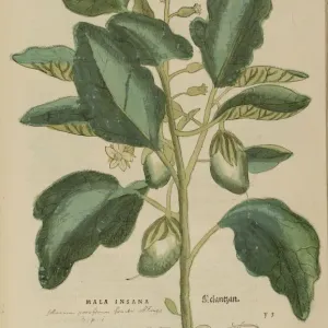 16th century Botany print 16th century Botany print
