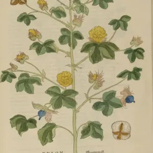16th century Botany print 16th century Botany print