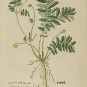 16th Century Botanical Print of Herbs 16th Century Botanical Print of Herbs