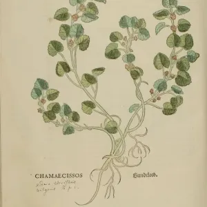 16th century Botany print 16th century Botany print