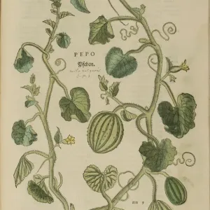 16th century Botany print 16th century Botany print