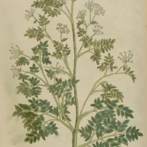 16th century Botany print 16th century Botany print