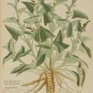 16th century Botany print 16th century Botany print