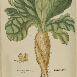 16th century Botany print 16th century Botany print