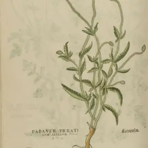 16th century Botany print 16th century Botany print