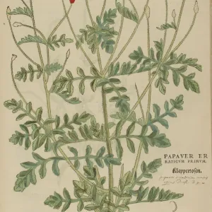 16th century Botany print