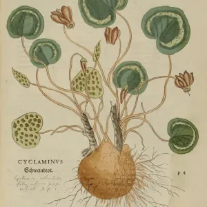 16th century Botany print 16th century Botany print