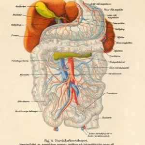 1851 Illustration of the Nervous and Bloodflow System 1851 Illustration of the Nervous and Bloodflow System