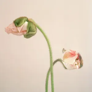 Poppy Poppy