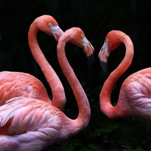 Close-up Flamingo Print on Black Background Close-up Flamingo Print on Black Background