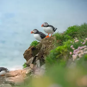 3 puffins on a cliff