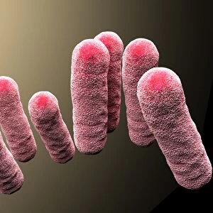 3d-rendering, enterobacteriaceae, bacteria