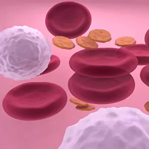 3d-visualisation of blood cells with erythrocytes, leukocytes and platelets